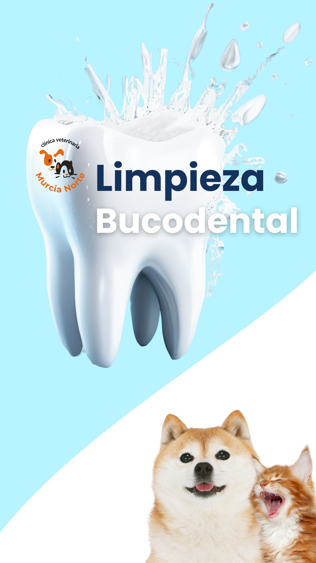 Servicio de limpieza bucodental para perros y gatos en Clínica Veterinaria Murcia Norte. Cuidado oral profesional para su salud durante todo el año.